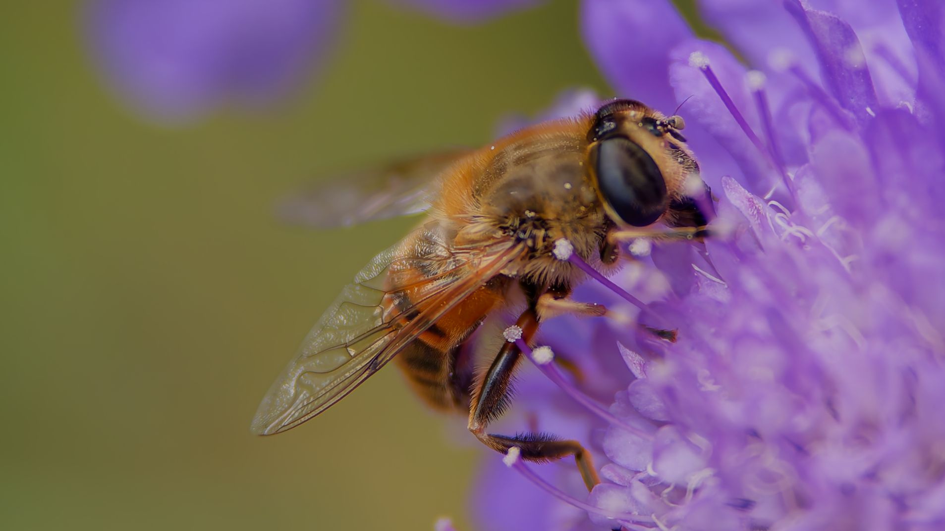 Hardworking bee