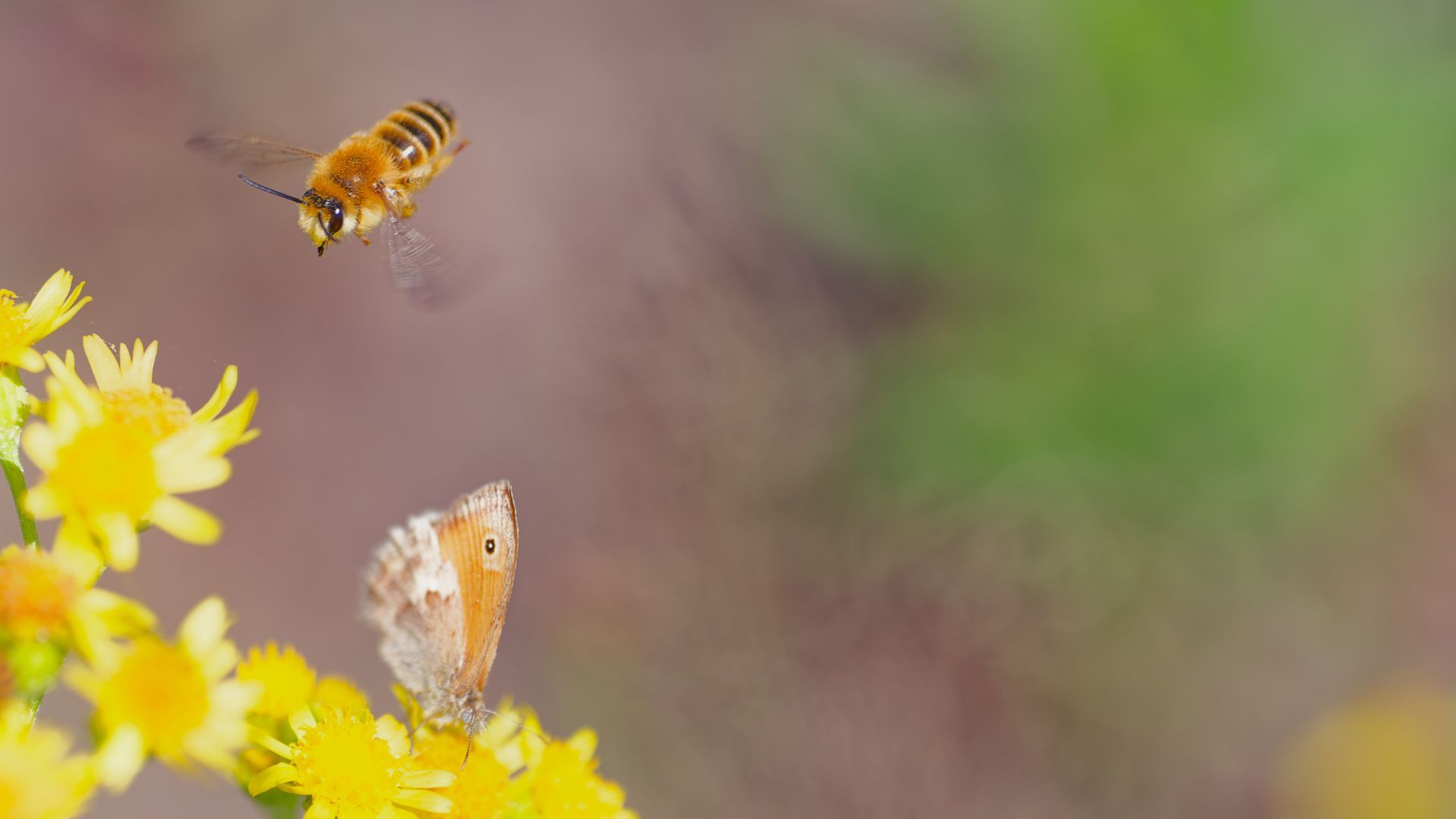 Butterfly with the bee - Two pollinators, one special moment