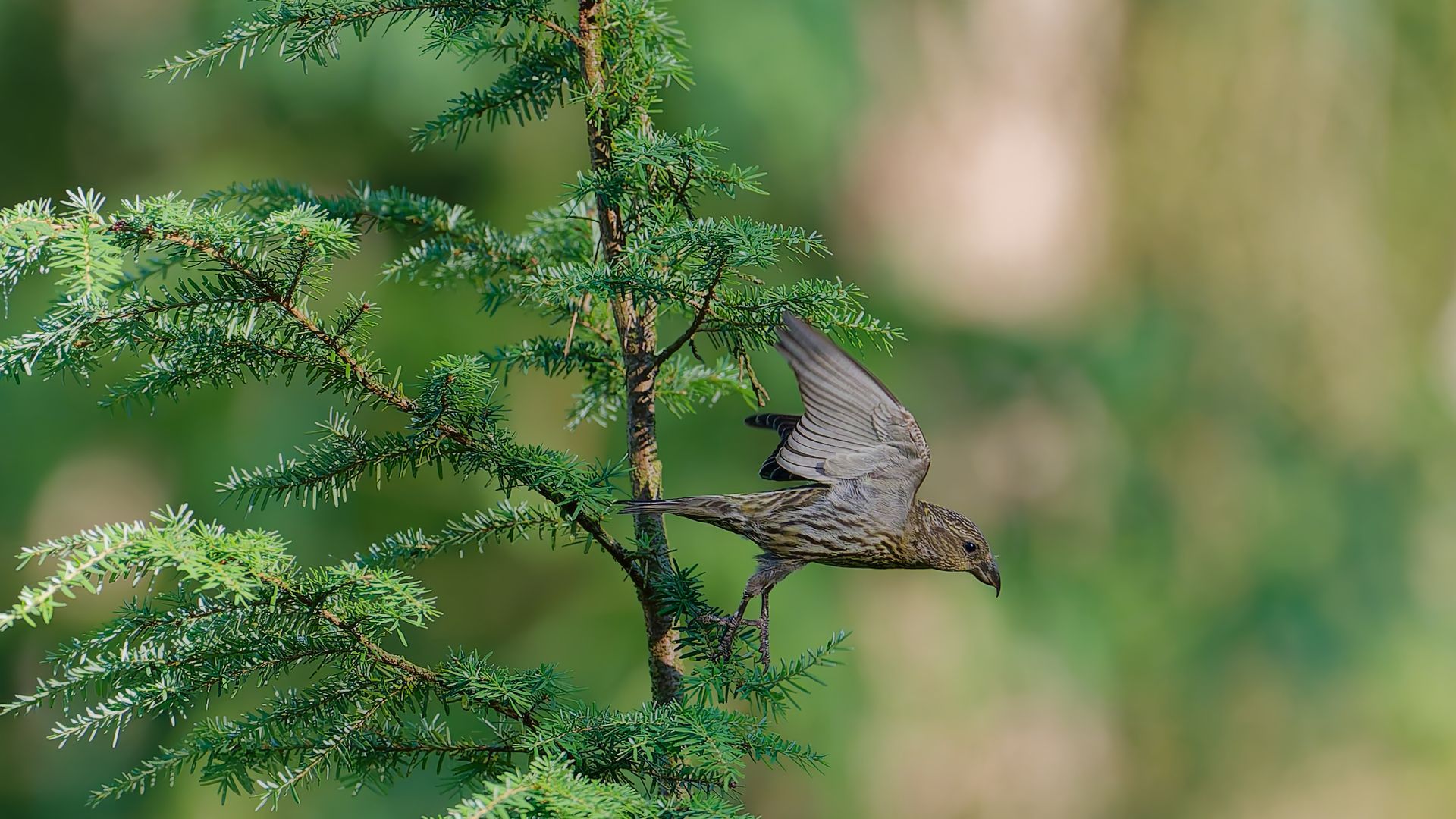 Crossbill – Master of the coniferous forest