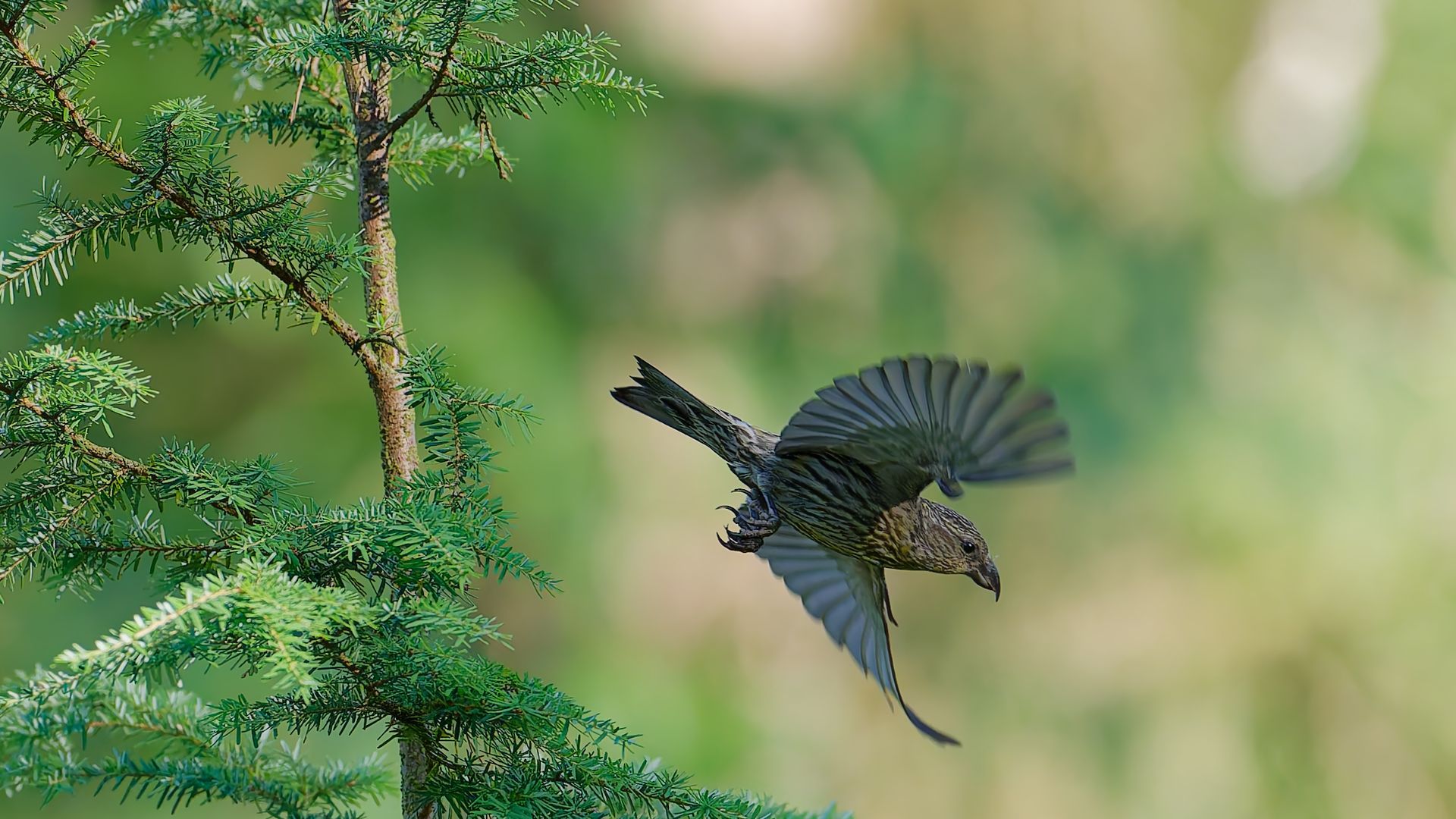 Crossbill – Master of the coniferous forest