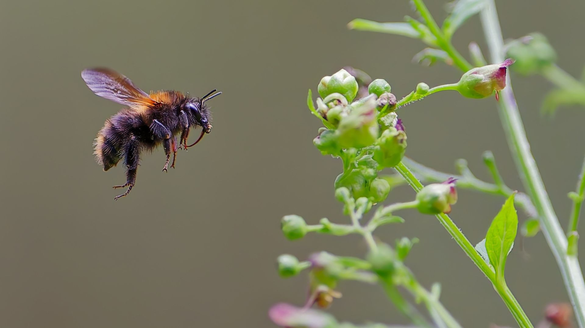 A bee in search of nectar – a moment full of life