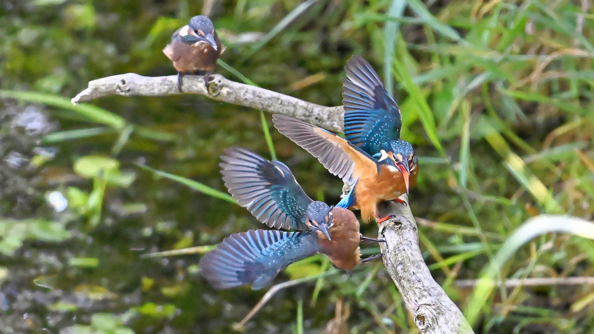 IJsvogel