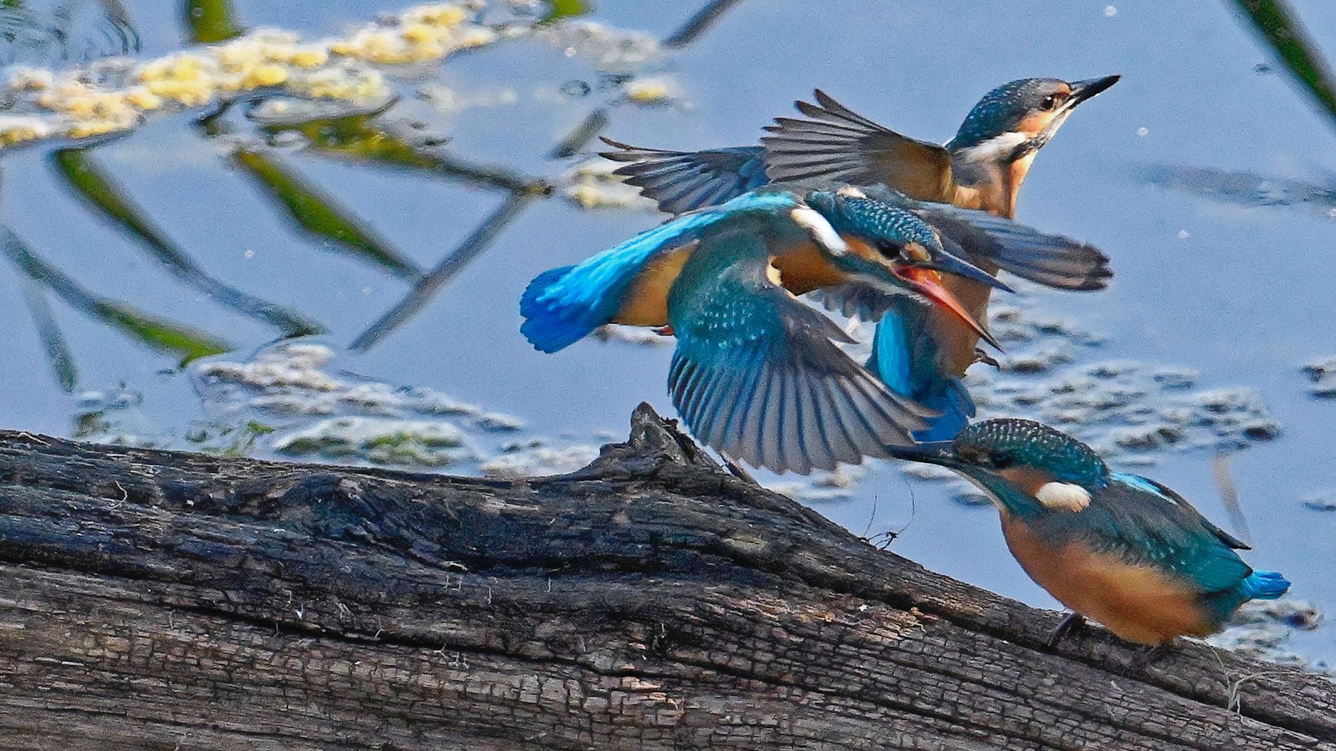 IJsvogel