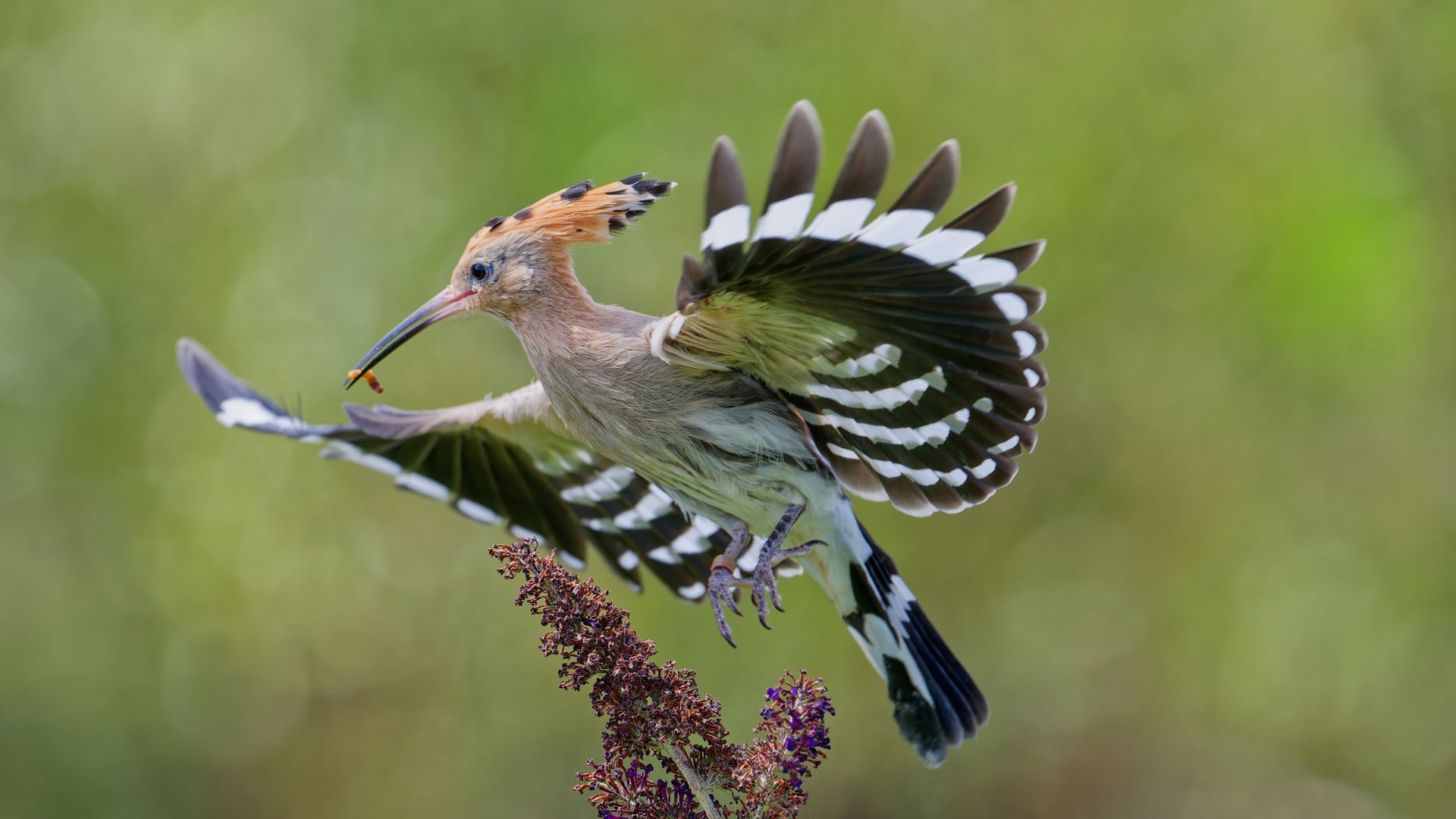 Hop