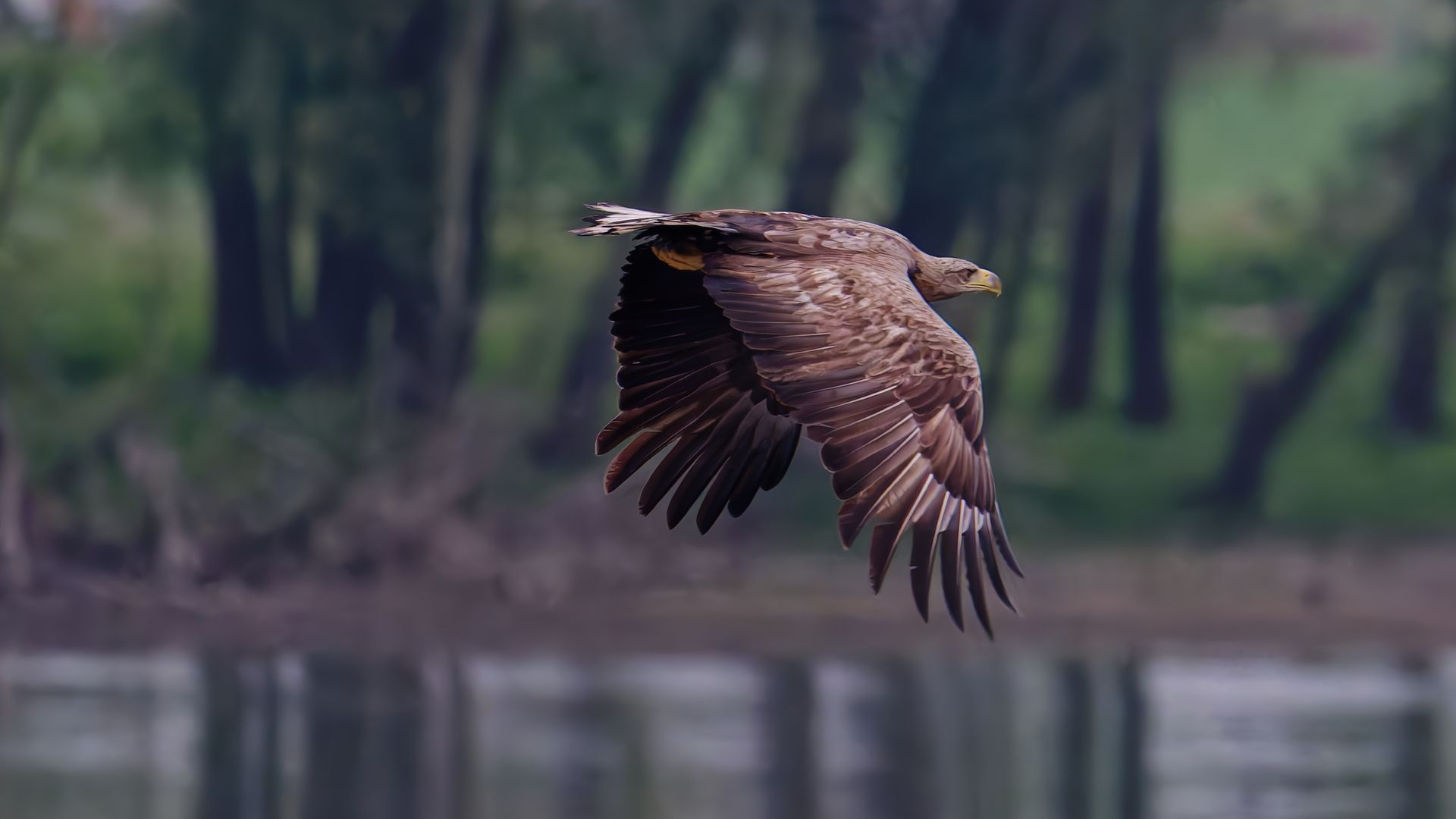 Zeearend