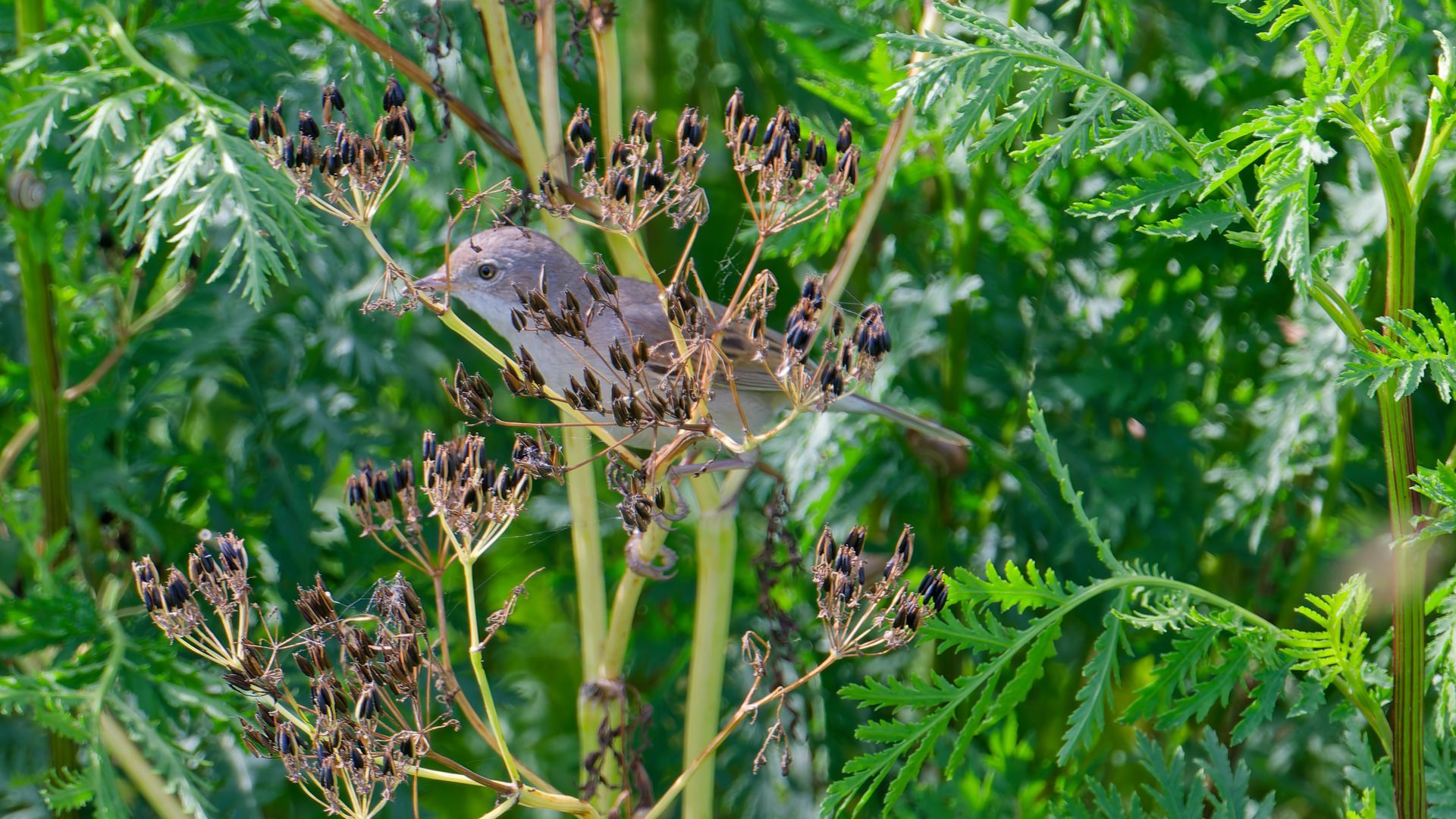 Grasmus