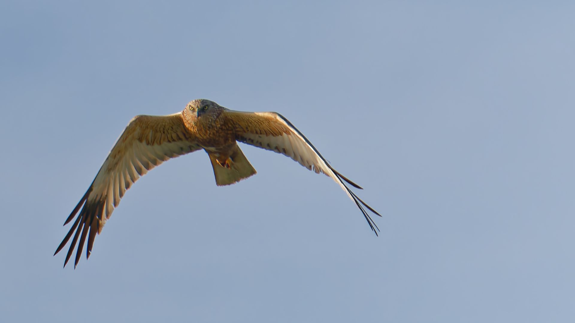 Marsh Harrier – The master of the marsh