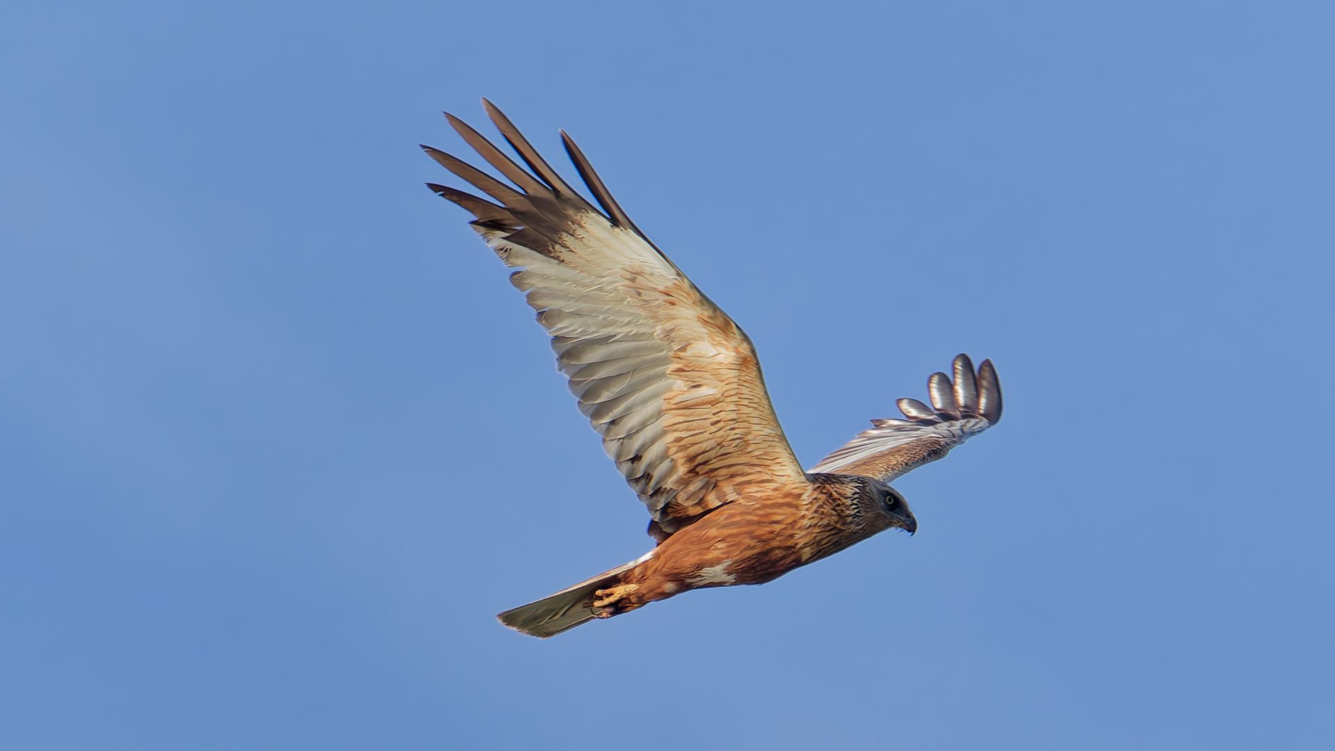 Marsh Harrier – The master of the marsh