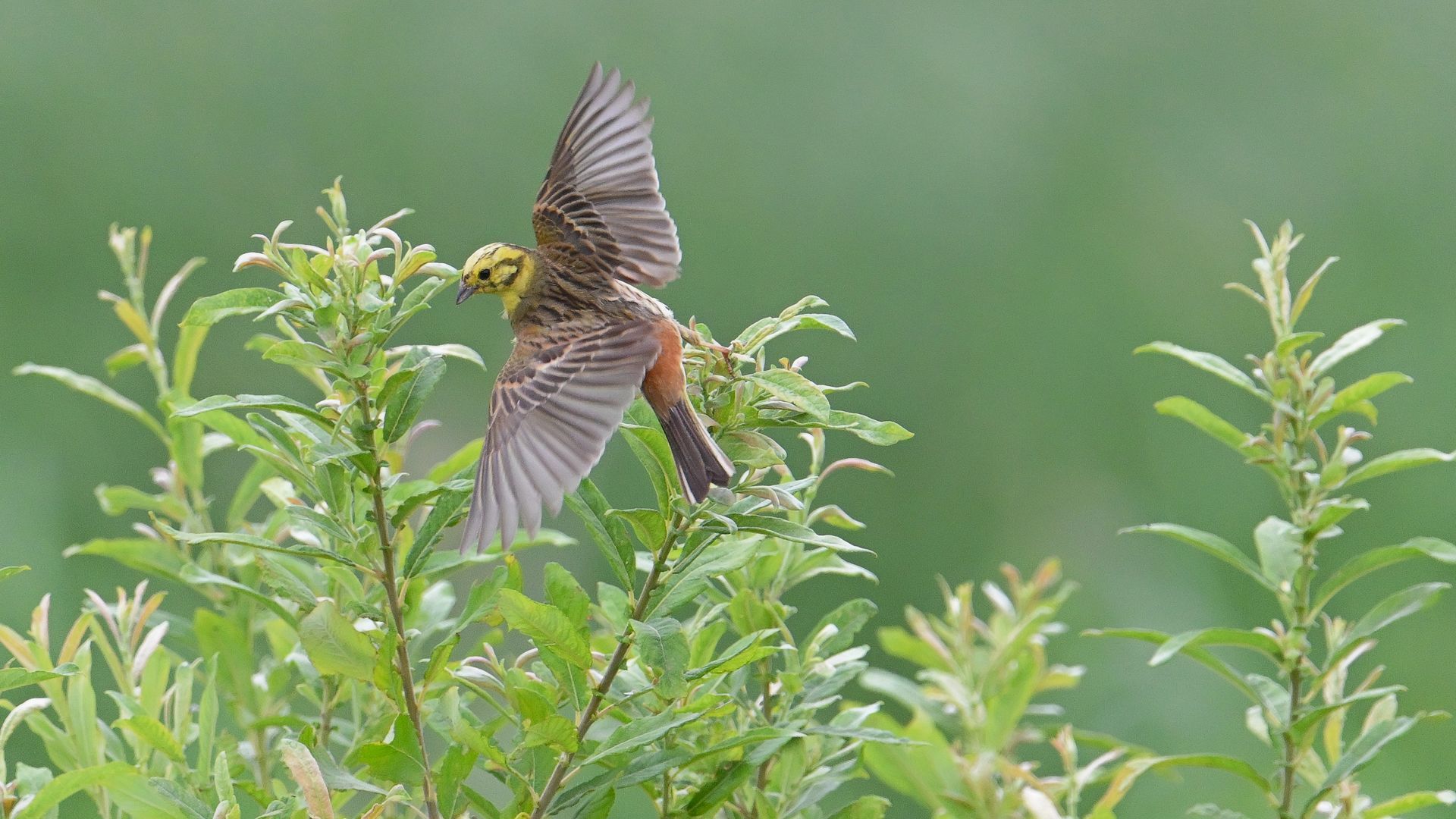 Yellow Bunting in flight – A rare moment full of freedom and color