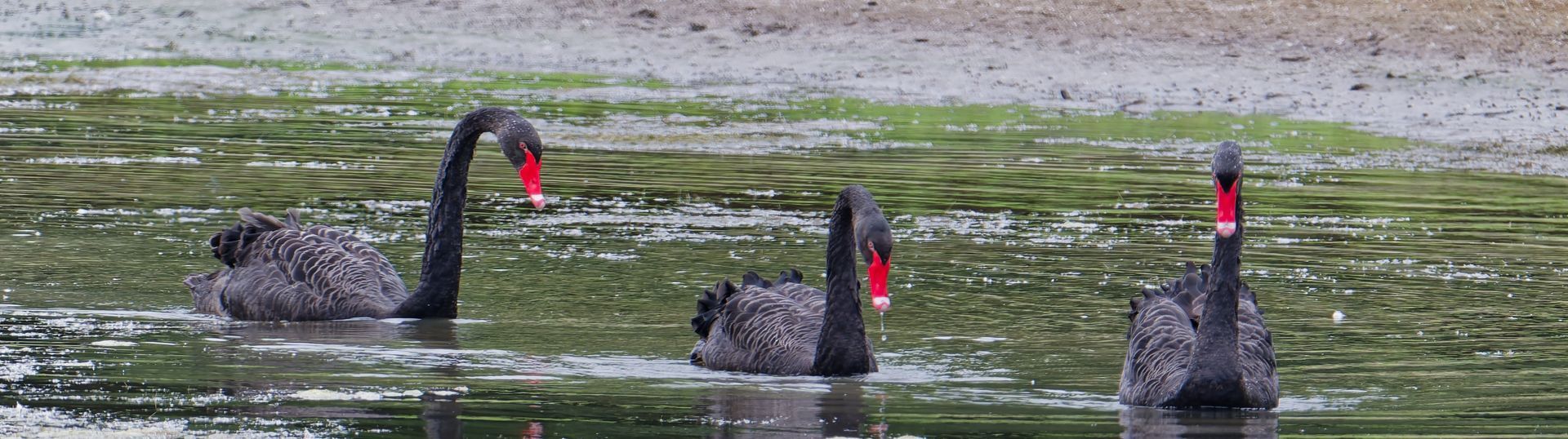 Black Swans – Elegance in its rarest form