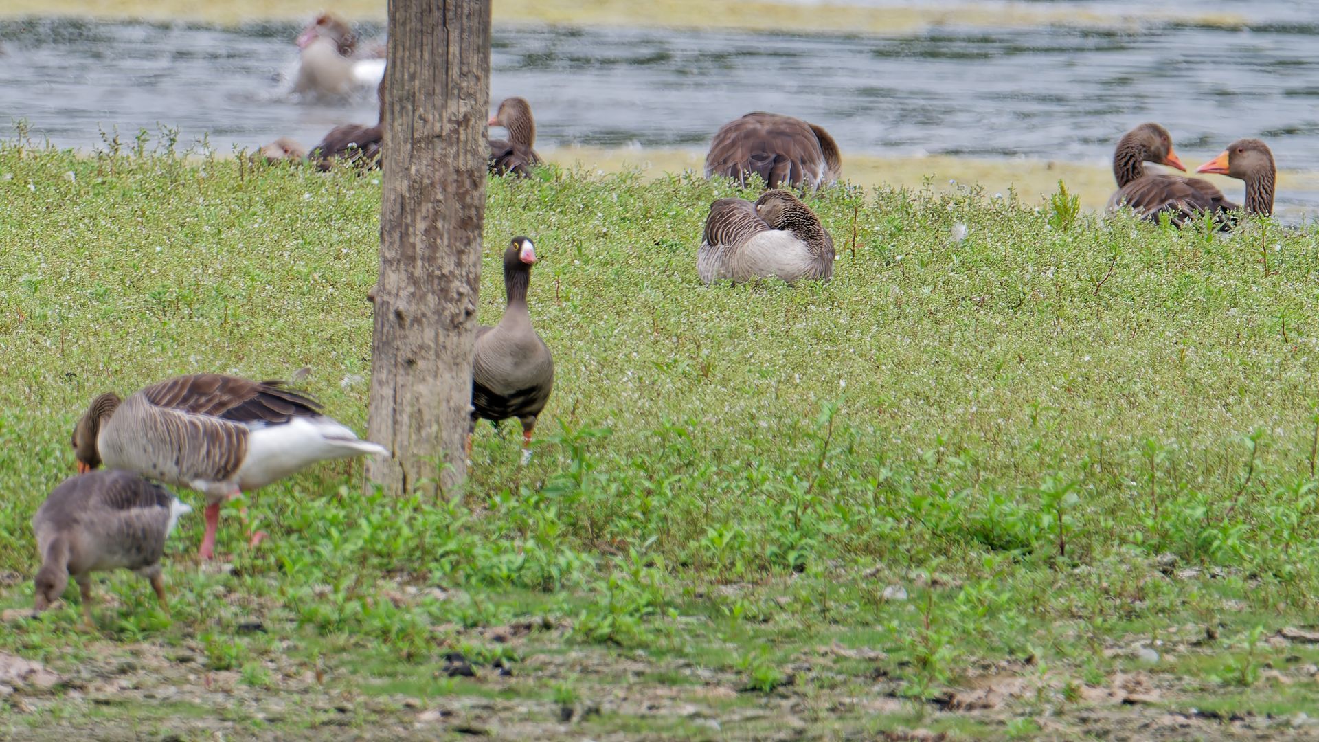Lesser White-fronted Goose – A rare encounter captured forever