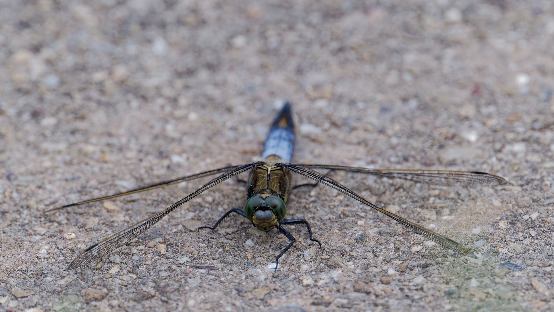 Great Emperor Dragonfly – The king of the waterside