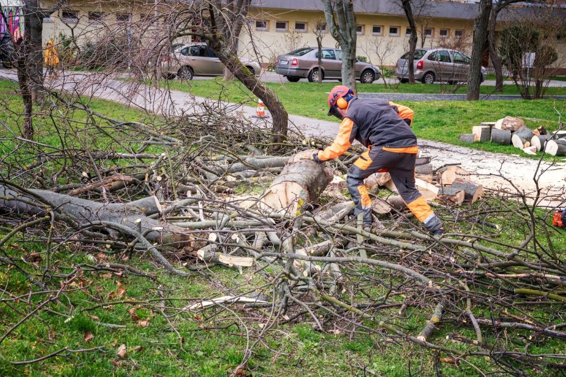 Man using a chainsaw to cut branches on grass, cars in the background.