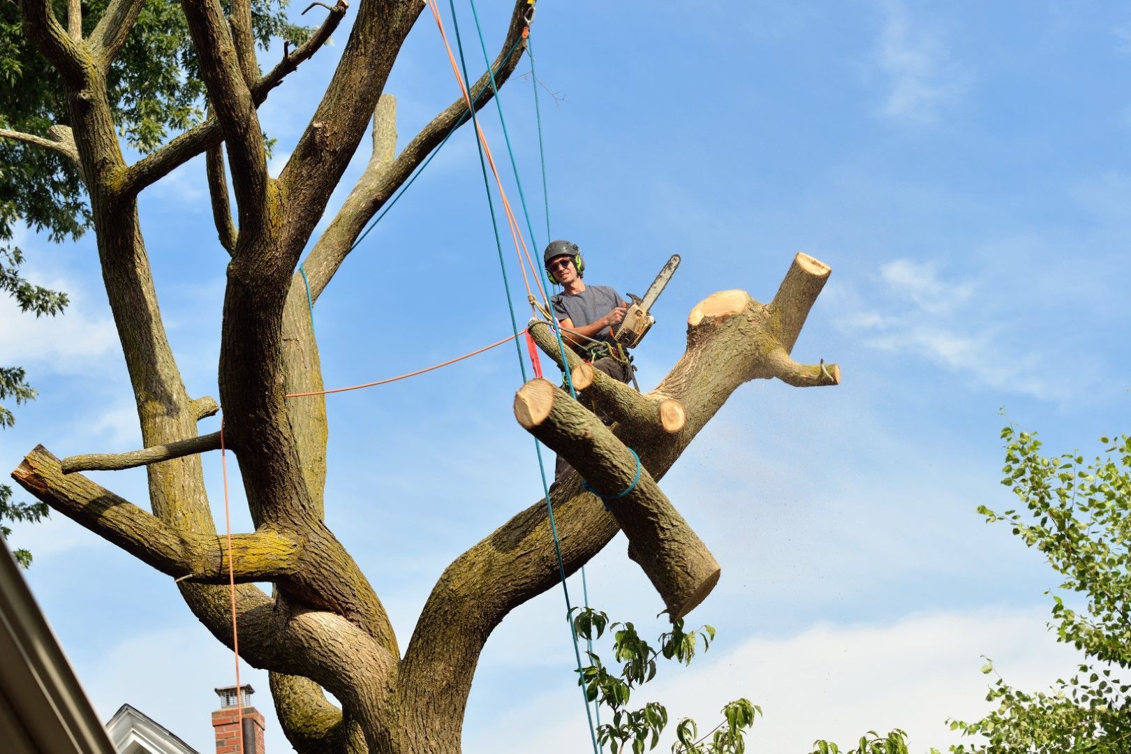 Arborist in tree, sawing off branches with chainsaw, secured by ropes, sunny outdoor setting.