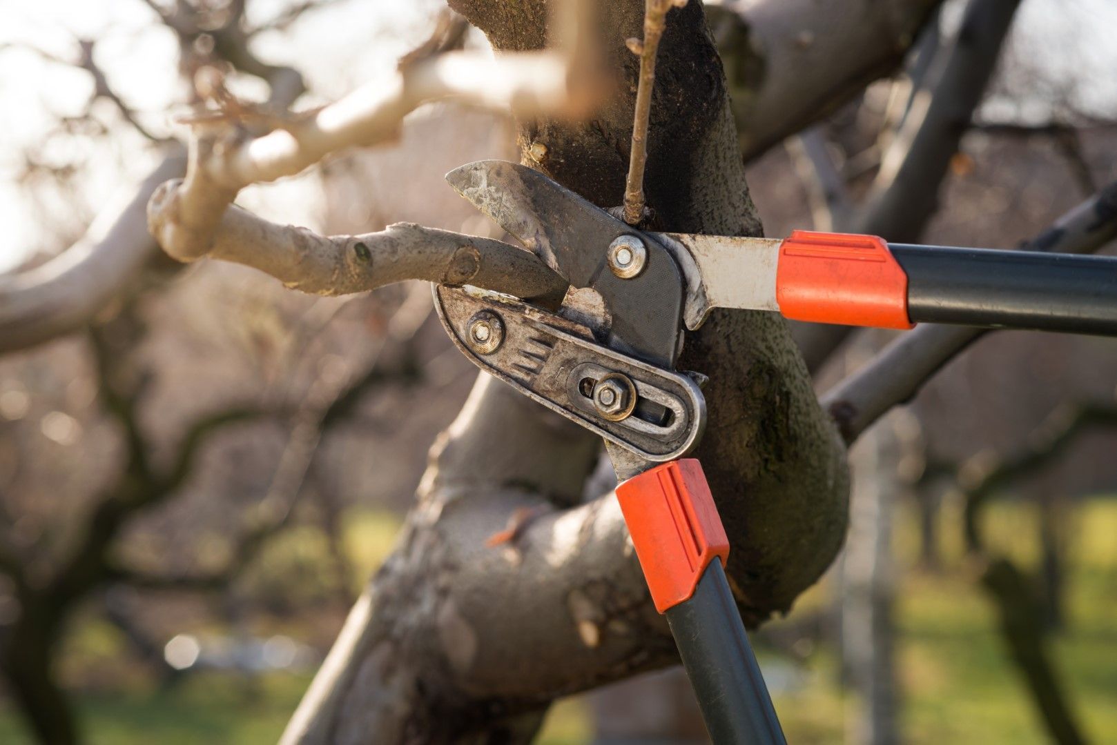 Pruning shears cutting a tree branch outdoors with blurred background.