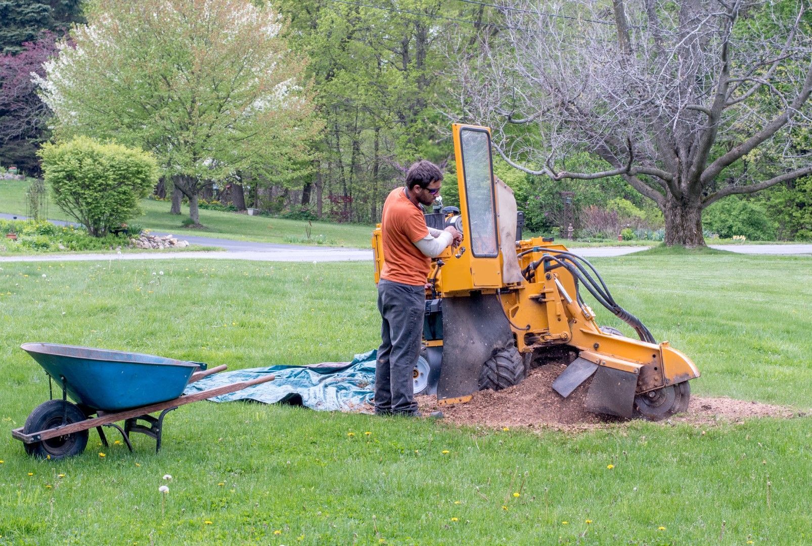 Man operating a yellow stump grinder in a grassy yard. A blue wheelbarrow sits nearby.