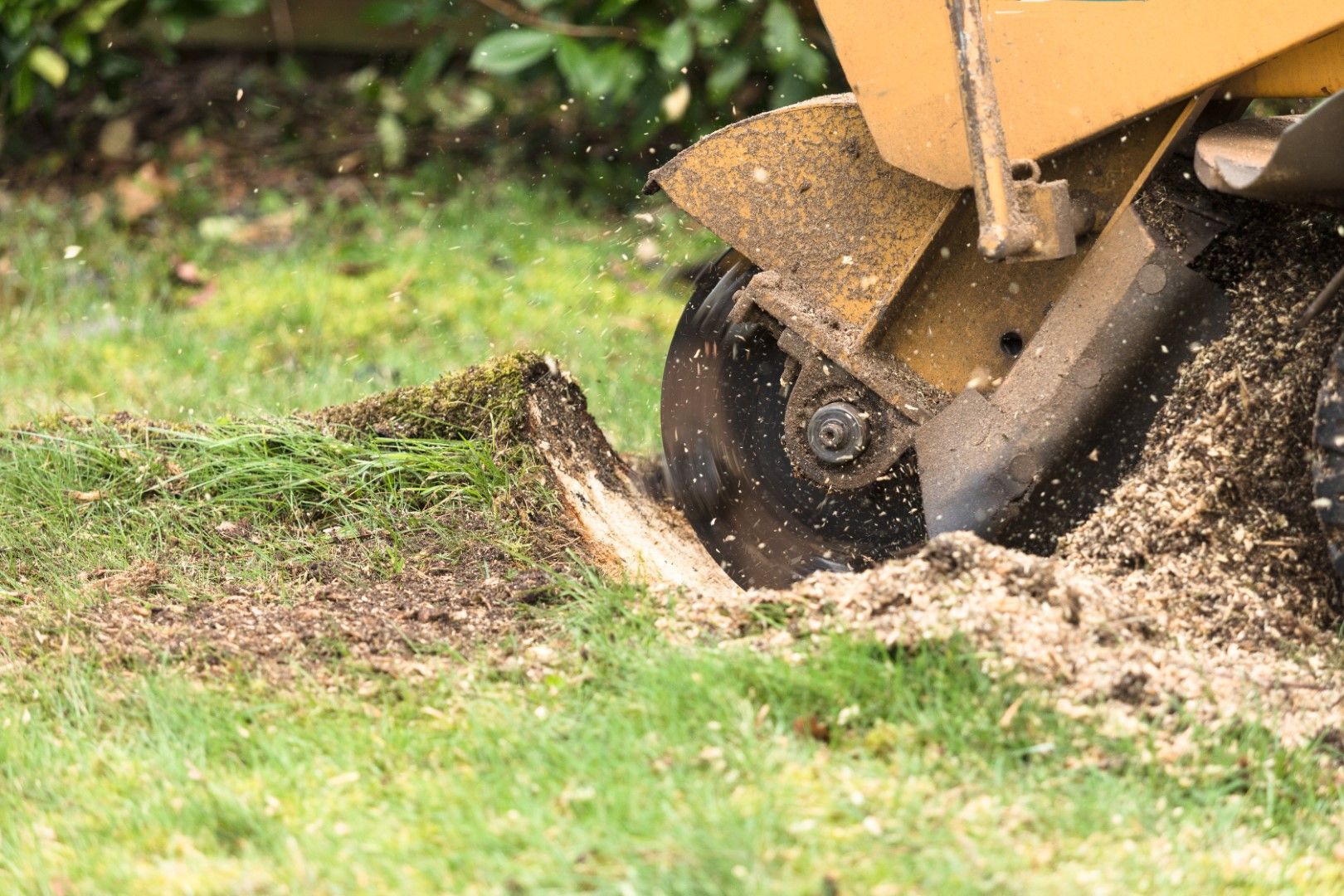 Stump grinder grinding a tree stump into wood chips on a grassy lawn.