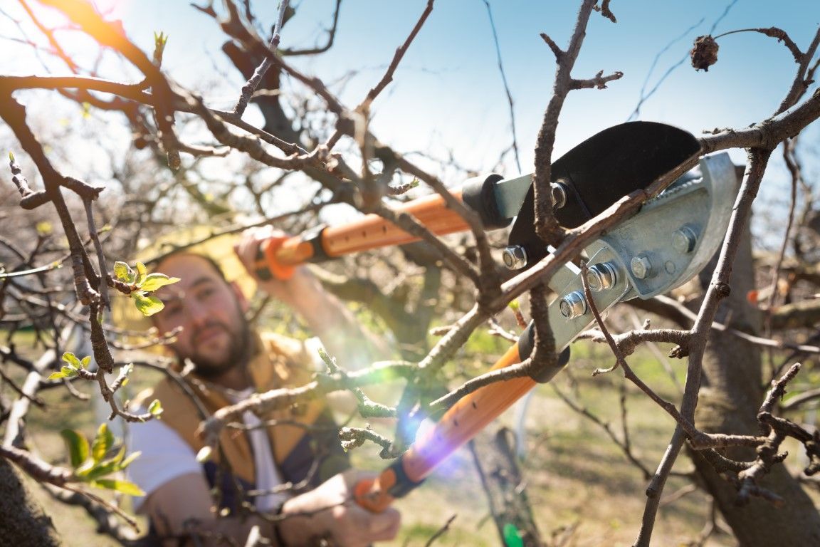Man pruning tree branches with orange handled shears. Bright sunlight.