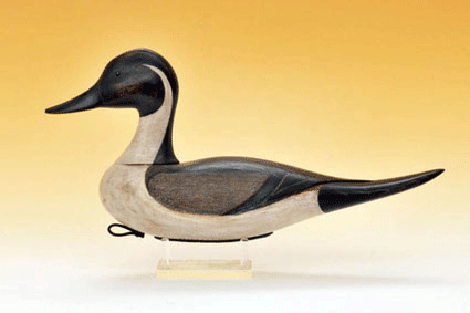 Pintail Drake