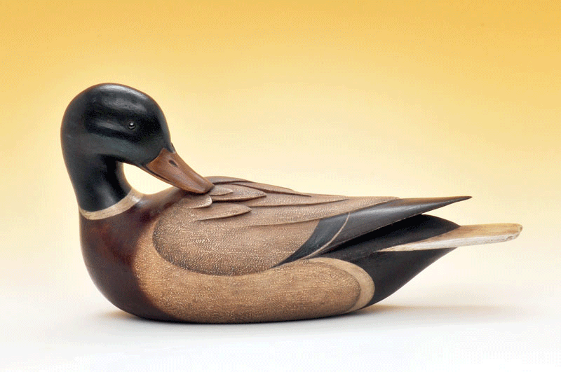 Preening Mallard Drake