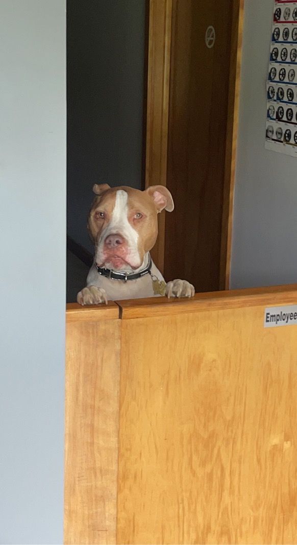 Brown and white dog peers over wooden barrier, indoors. | Dave Muller Automotive & Trailer