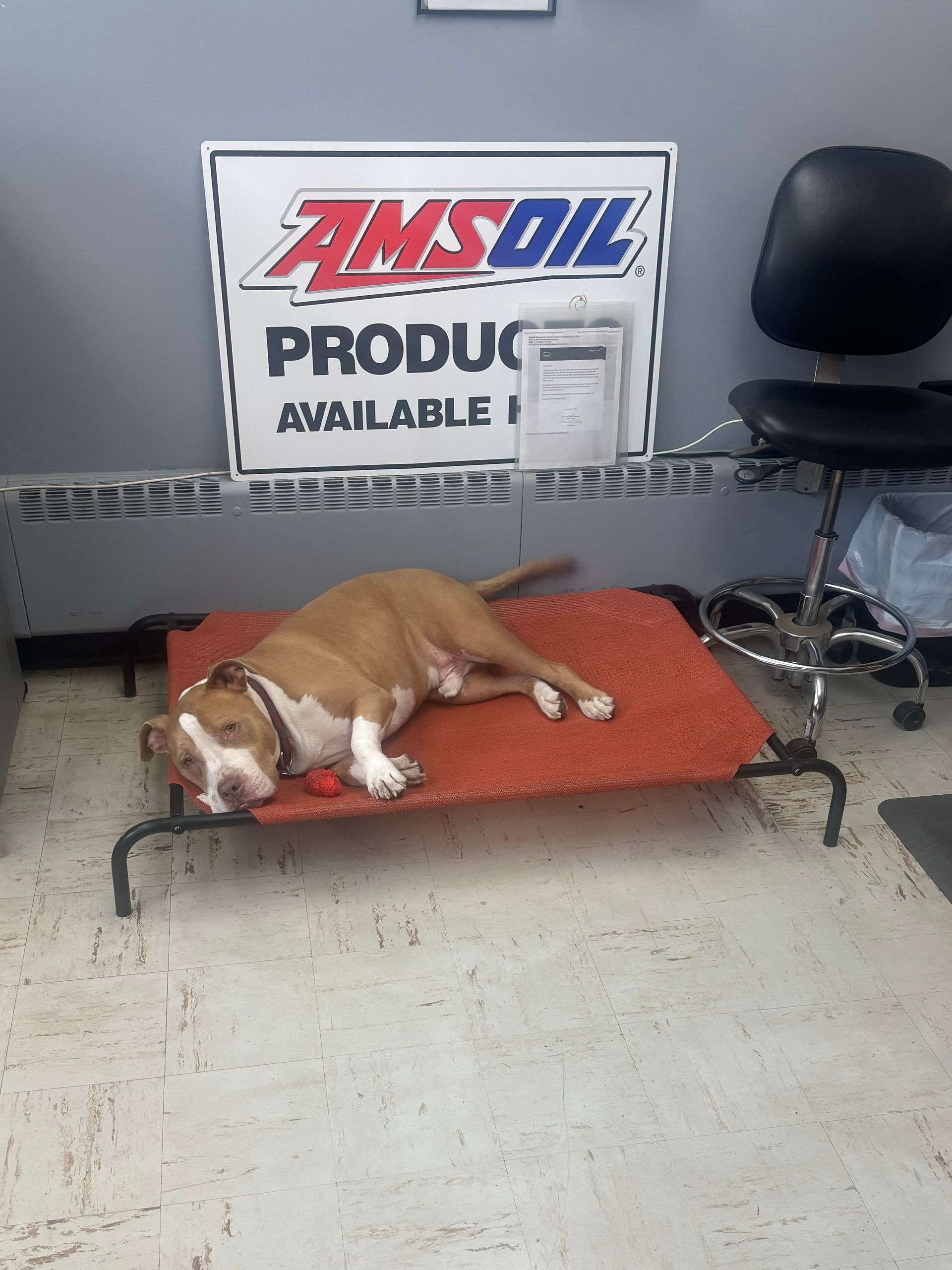 Dog resting on a bed in front of an 