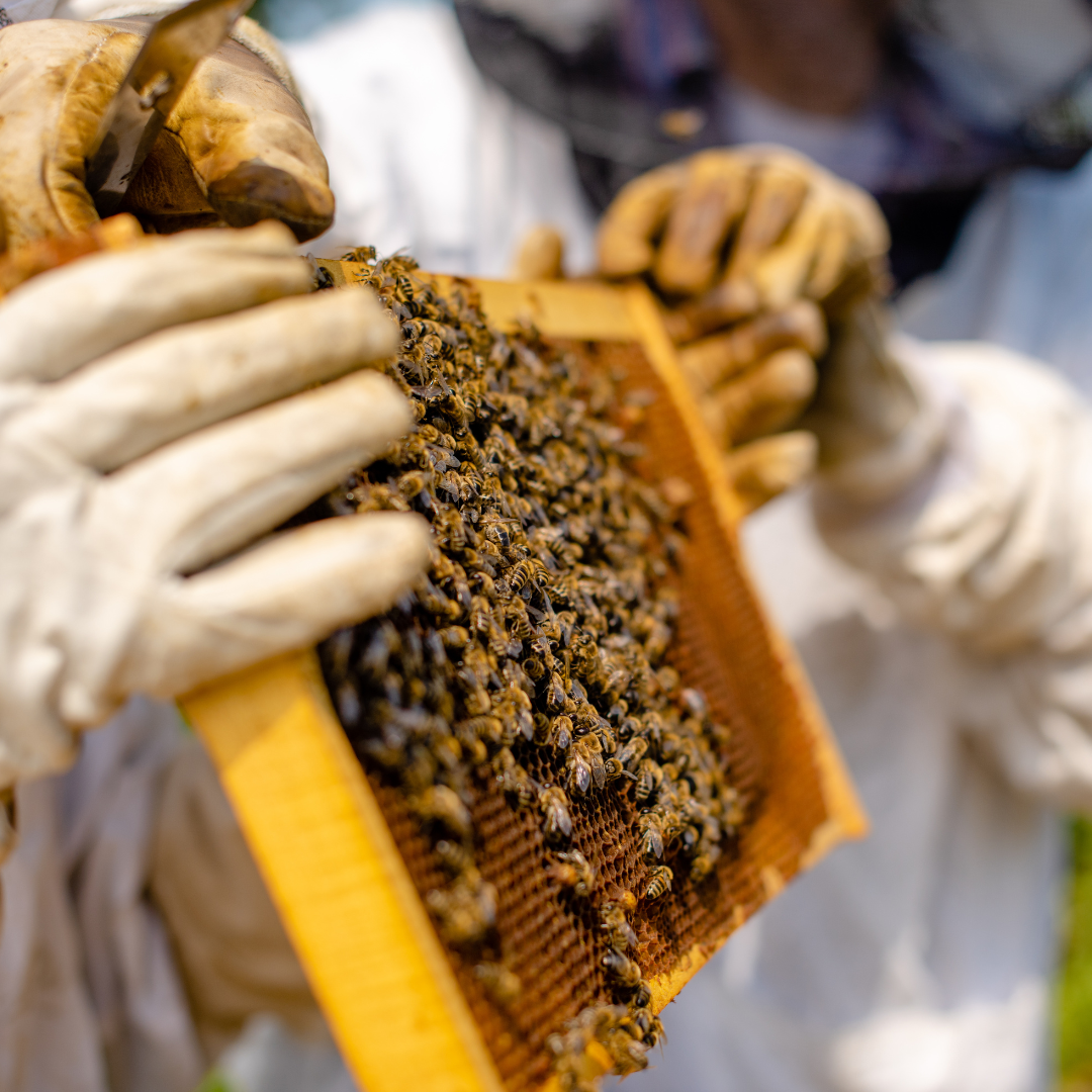 Frame from a D's Bees bee hive with Bees clustered, this is a Brood frame