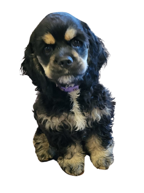 The shop mascot and amazingly friendly Lucy