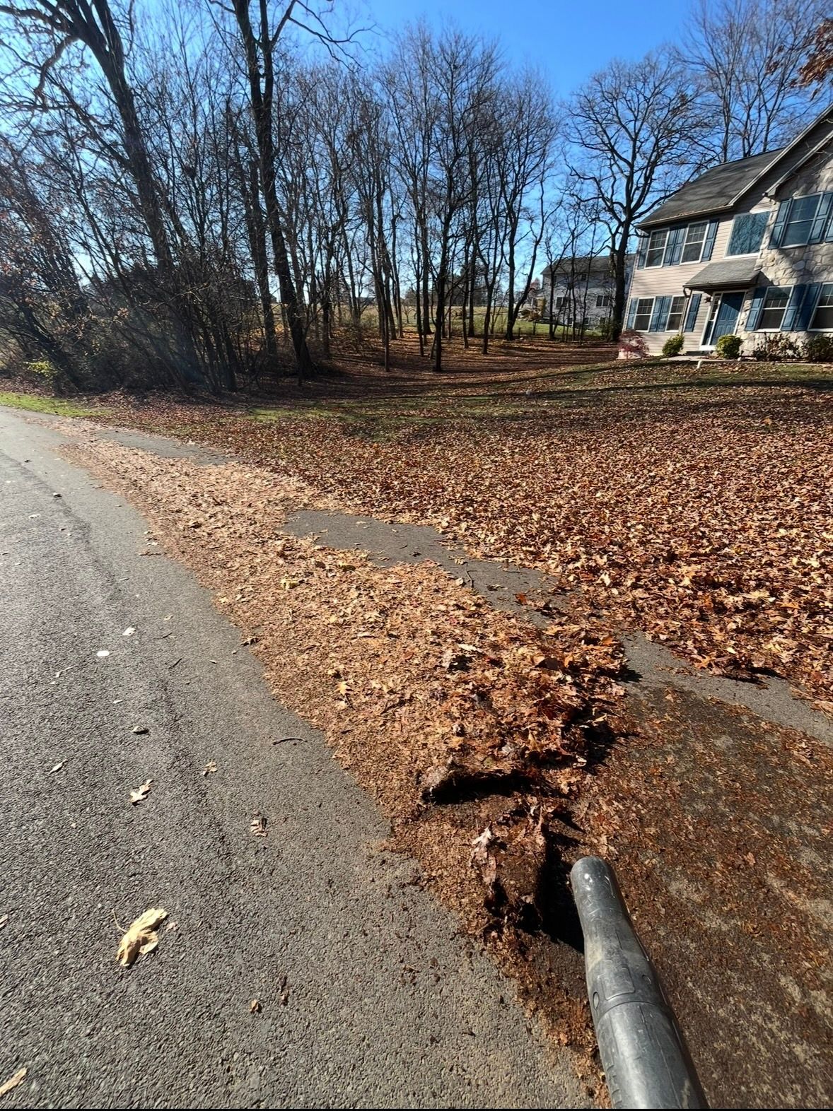 fallen leaves and a house in the background under a clear sky
