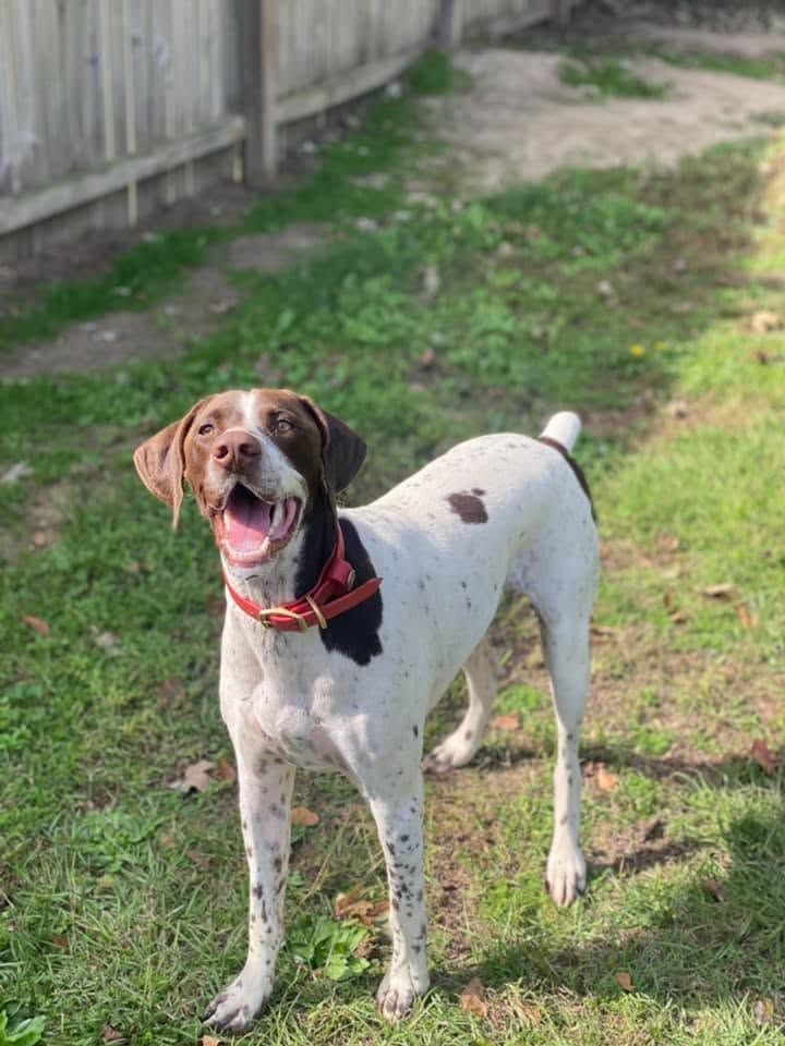 Brown-and-white dog wearing a red collar standing on grass by a wooden fence, mouth open and alert
