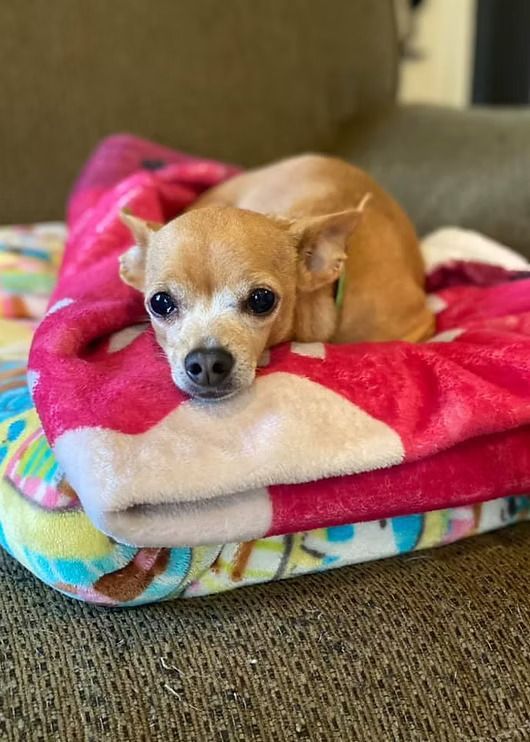 Small tan dog resting on a colorful folded blanket on a couch