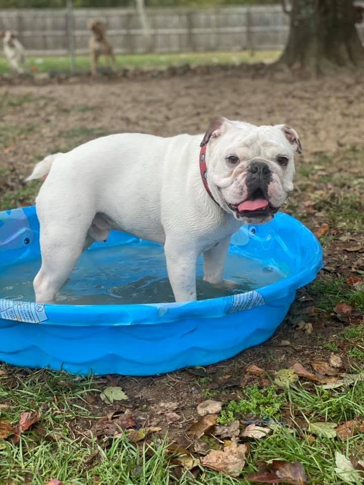 White bulldog standing in a blue kiddie pool outdoors, panting with tongue out.