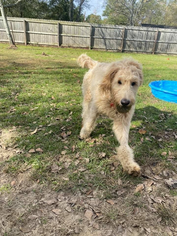 Fluffy tan dog walking in a grassy yard beside a blue kiddie pool and wooden fence