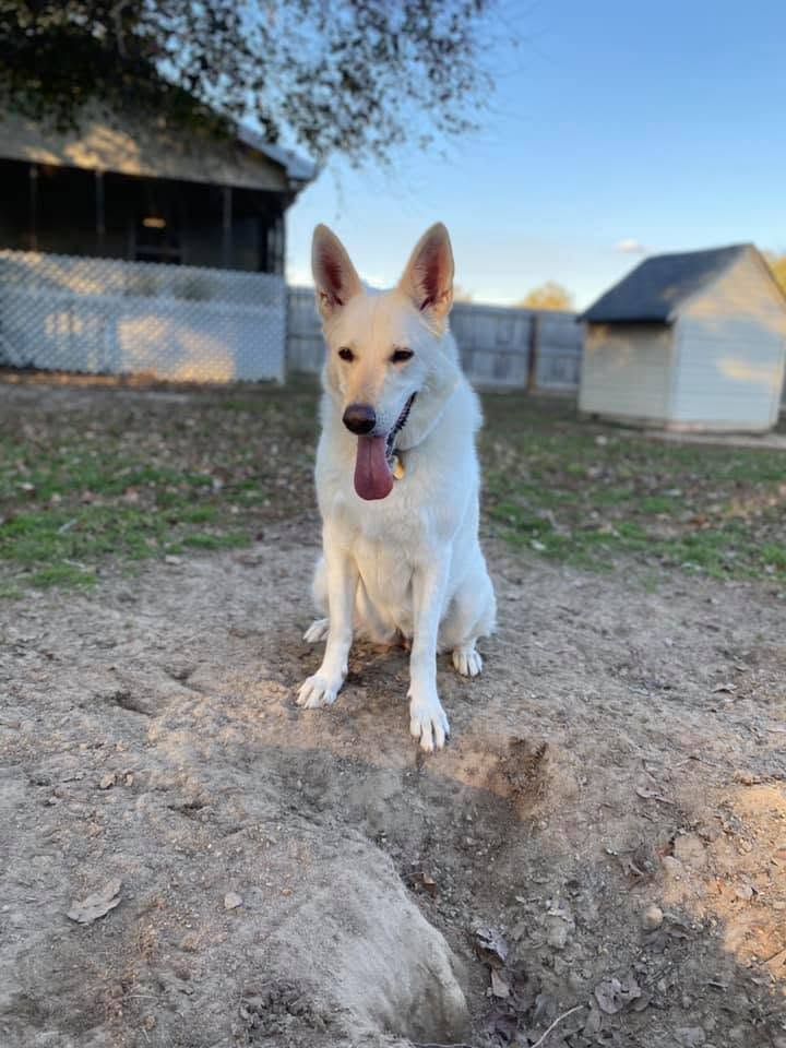 White dog sitting outdoors on dirt, tongue out, with barns in the background
