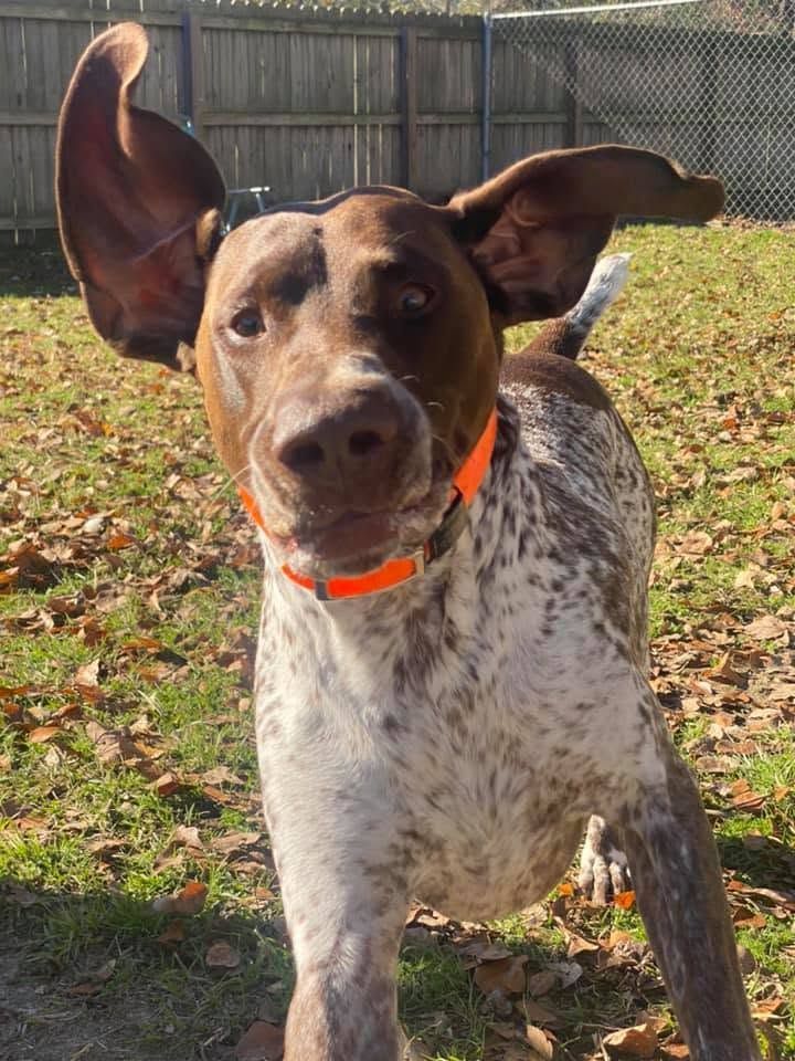 Brown and white dog with a bright orange collar standing outdoors on grass, ears perked up