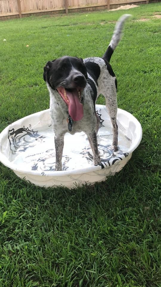 Black-and-white dog standing in a white kiddie pool, panting in a grassy backyard.