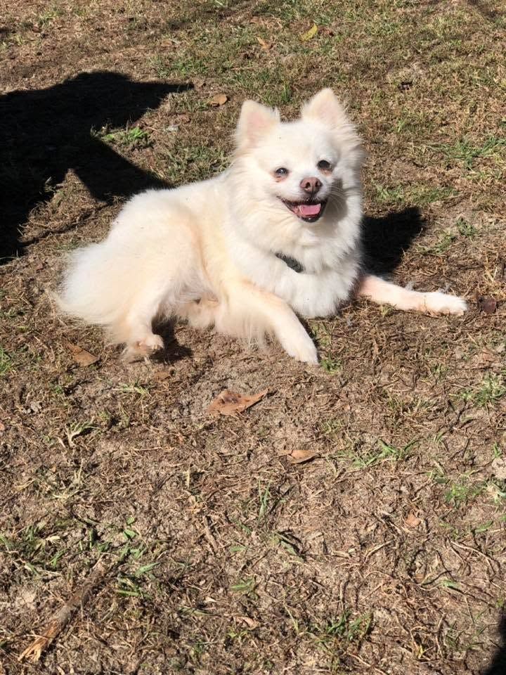 Small white fluffy dog lying on sunlit grass, panting with tongue out and looking at the camera.