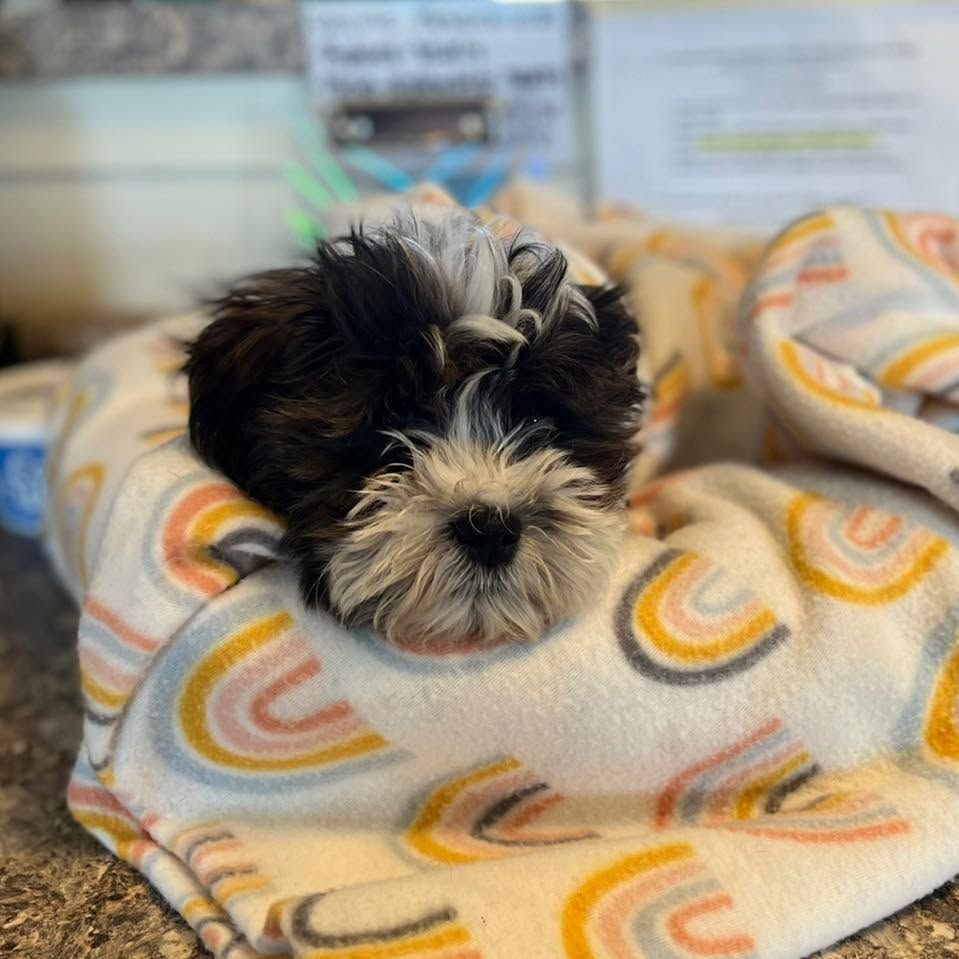 Small black-and-white puppy resting on a patterned blanket, looking sleepy.