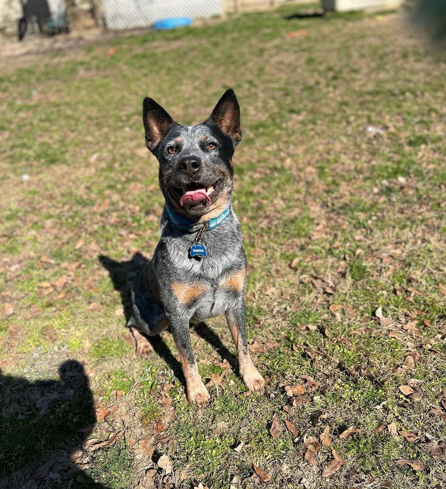 Blue heeler dog sitting on grass outdoors, alert and looking at the camera with tongue out.