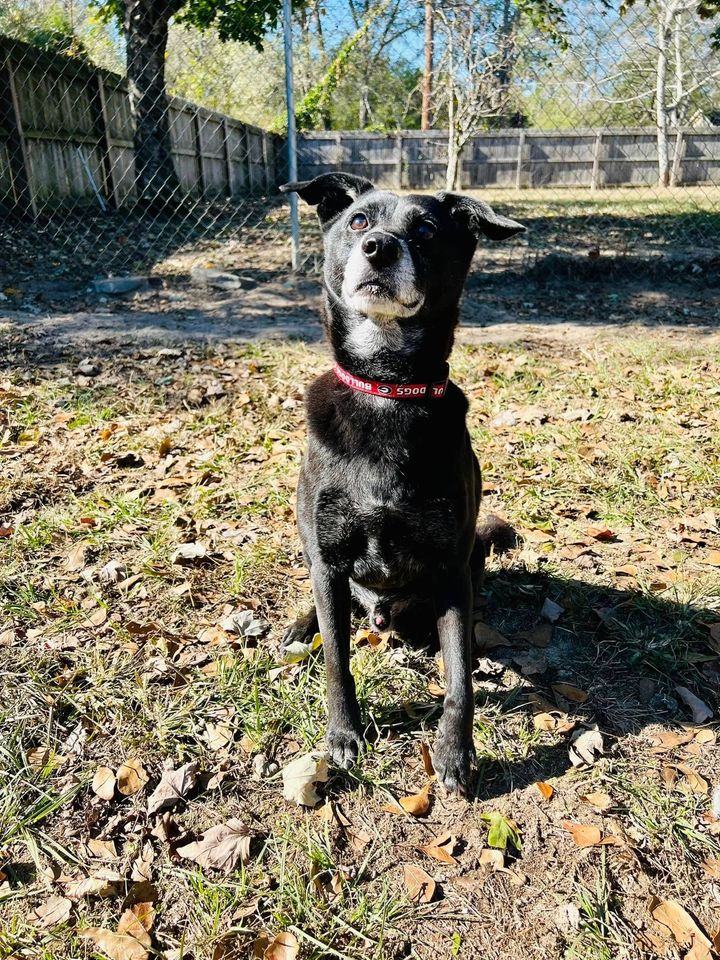 Black dog with a red collar sitting outdoors on a leaf-covered path in a fenced yard.