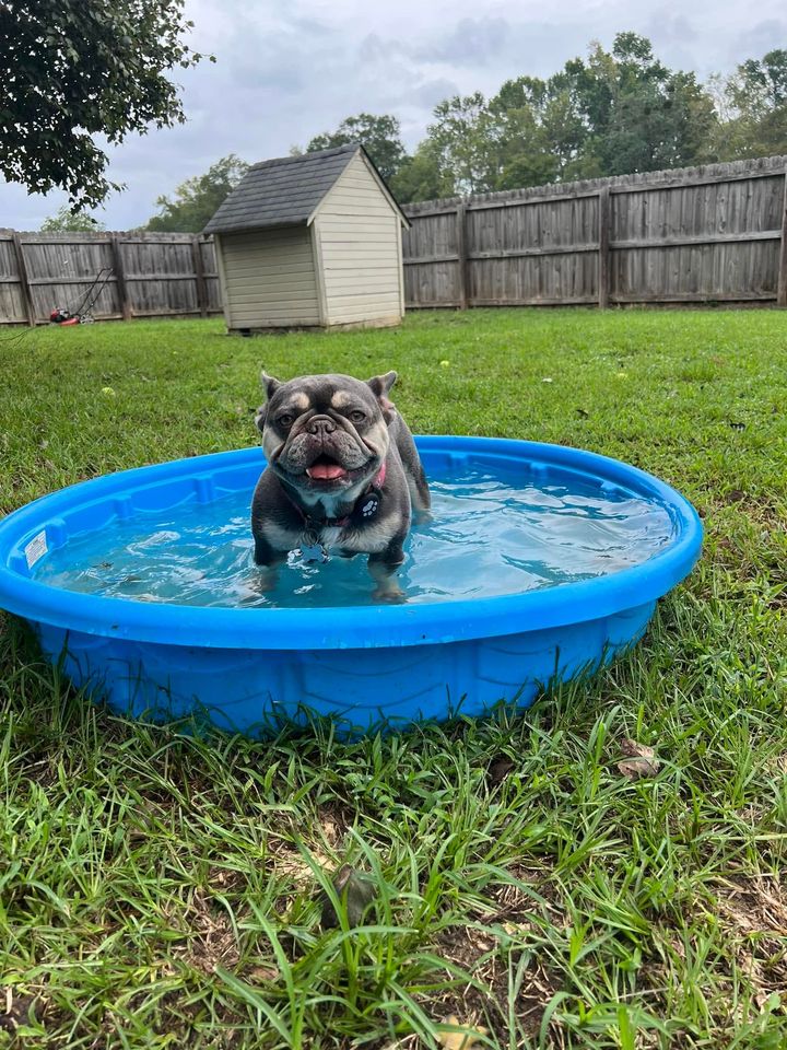Bulldog standing in a blue kiddie pool in a grassy backyard, with a wooden fence and doghouse behind it