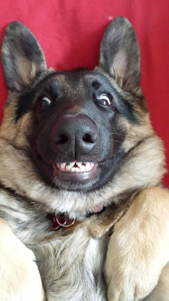 German Shepherd with upright ears and a toothy grin against a red background