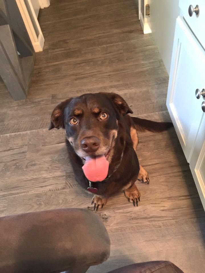 Brown dog sitting on a kitchen floor, looking up with tongue out