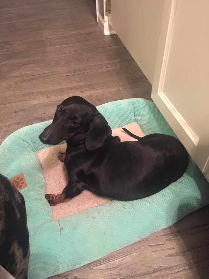 Black dog lying on a teal mat in a hallway on a wood floor