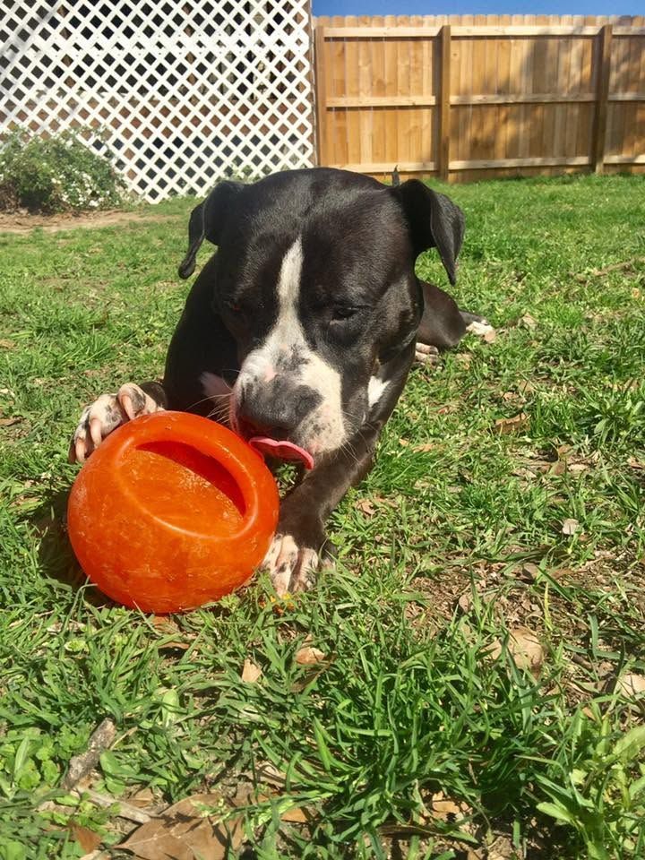Black-and-white dog chewing an orange toy on grass in a backyard