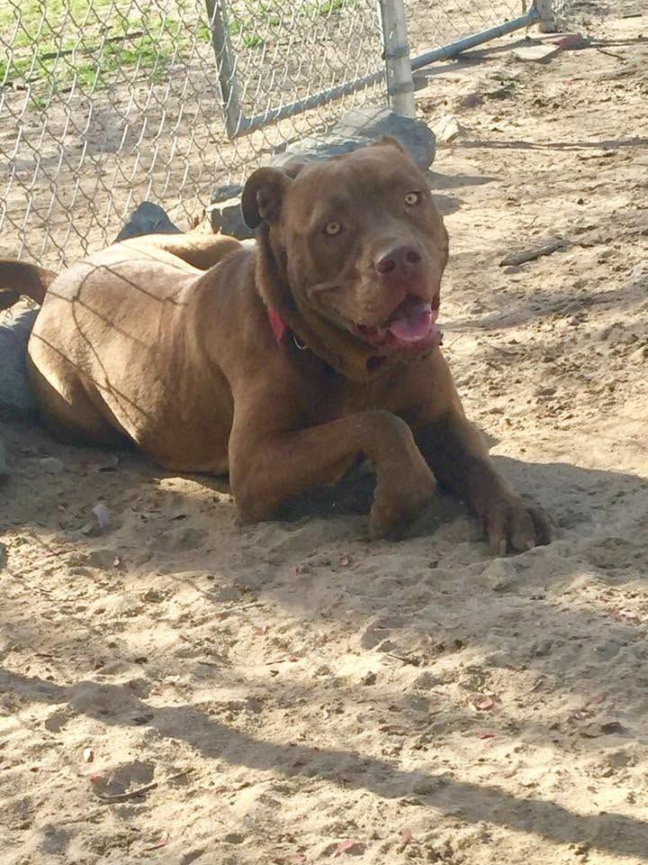 Brown dog lying on sandy ground by a fence, looking at the camera with its tongue out.