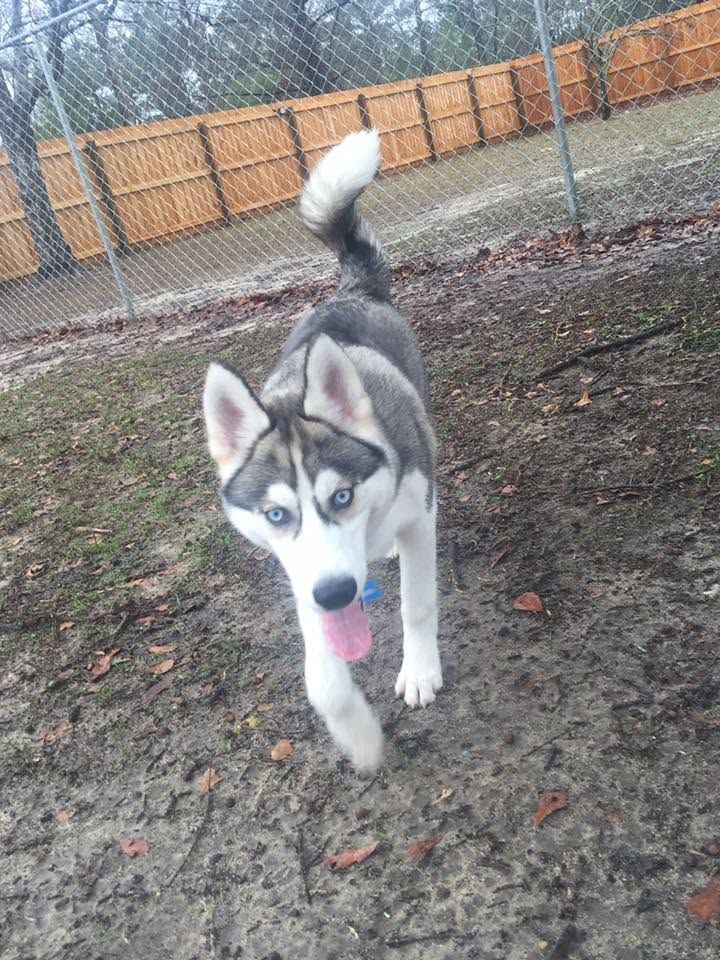 Gray-and-white husky with blue eyes walking on muddy ground near a chain-link fence, tongue out