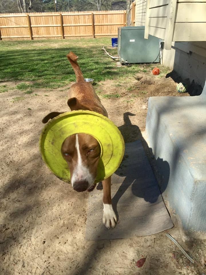 Dog with a bright yellow cone walking in a sunny backyard near a house and fenced yard
