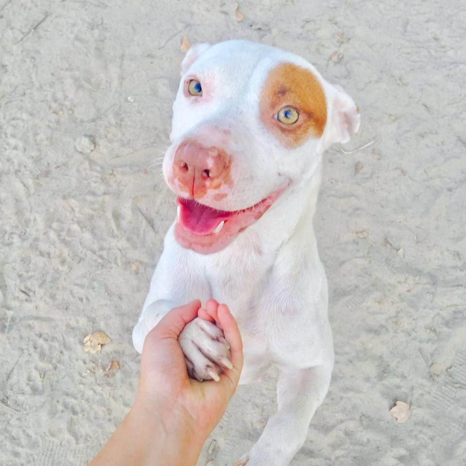Happy white-and-tan dog holding a person’s hand on sandy ground