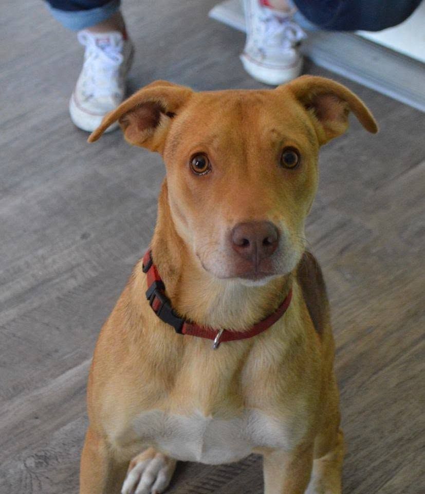 Tan dog with red collar sitting on a gray floor, looking at the camera.